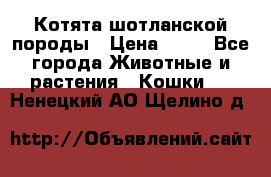 Котята шотланской породы › Цена ­ 40 - Все города Животные и растения » Кошки   . Ненецкий АО,Щелино д.